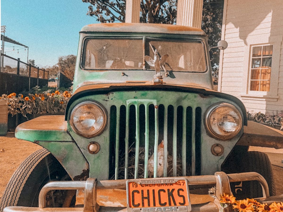 This image shows an old, green Jeep with the front bumper facing the camera and a license plate that reads 